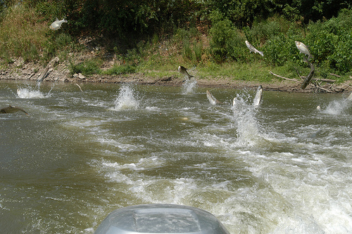 School of jumping Silver carp - Photo courtesy of Asian Carp Regional Coordinating Committee