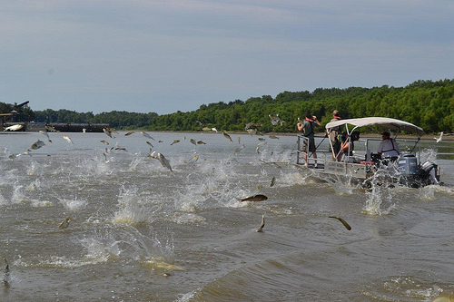 Silver carp jumping - Photo courtesy of the Asian Carp Regional Coordinating Committee