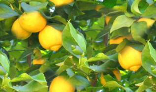 A Lemon Tree