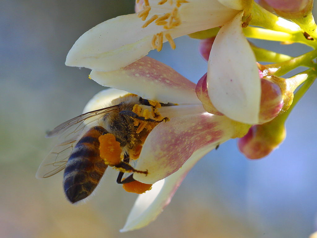 Bee Pollinating Lemon Flower
