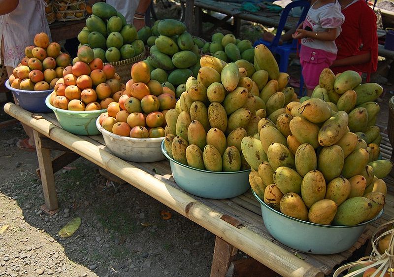 Various cultivars of Magnifera indica found in Indonesia, image from Wikipedia Commons