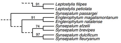 Specific classification of Synsepalum dulcificum