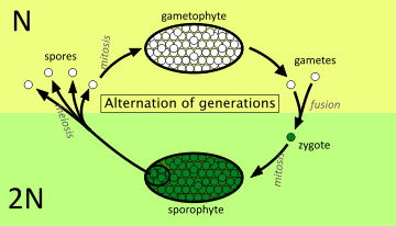 Representation of alternation of generations