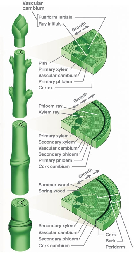 Generalized plant structure