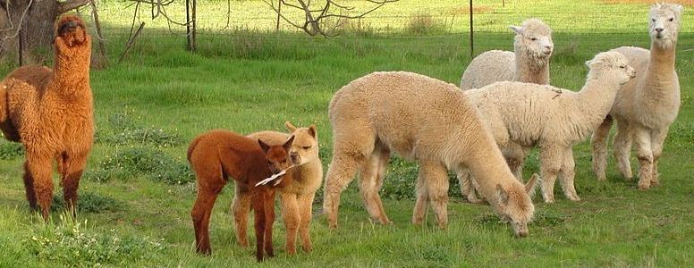 Alpacas- Quyền được cấp từ Wikicomons