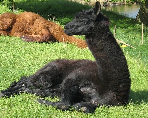 Huacaya alpaca