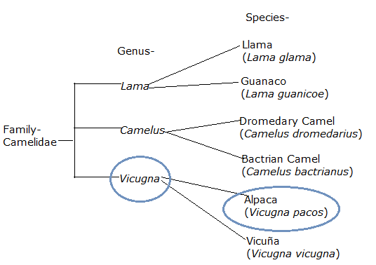 phylogentic tree