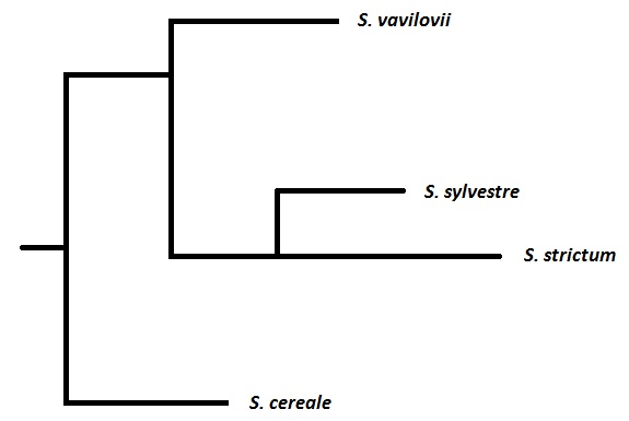 Phylogony of group Secale 