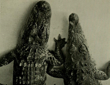 American Alligator(left) American Crocodile(right)