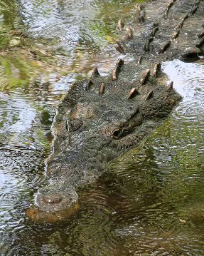 Crocodylus acutus Submerged