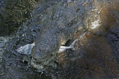 American Crocodile Feeding