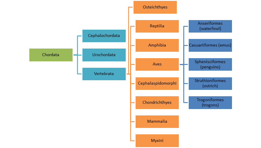 Bird Classification Chart