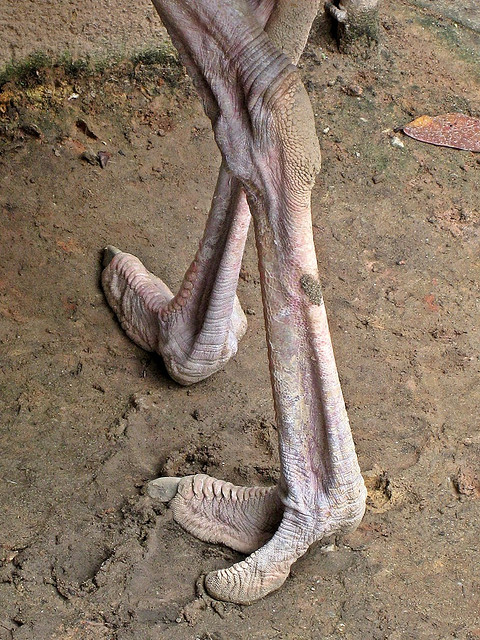 ostrich leg