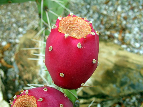 Prickly Pear Cactus Fruit provided courtesy of Terry -Pueblo Paradiso