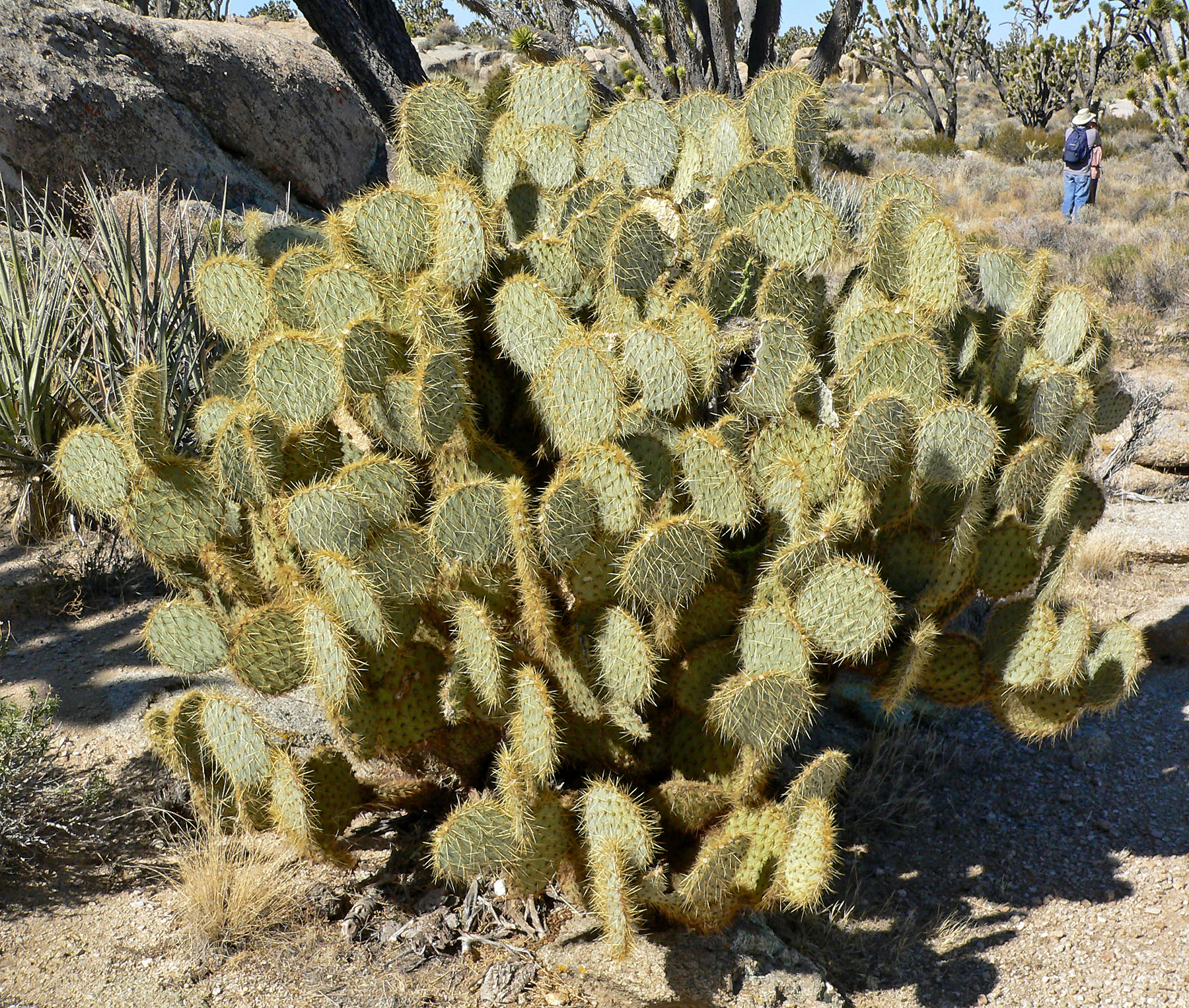 Prickly Pear Cactus courtesy of Wikimedia Commons