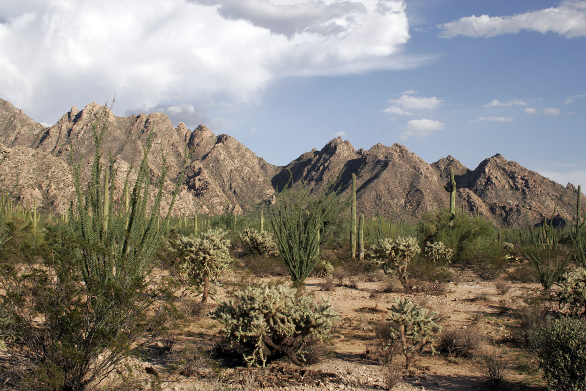 Sonora Desert provided courtesy of Wikimedia Commons