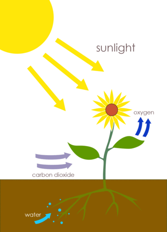 Simple picture illustrating the photosynthesis process. Picture courtesy of Wikimedia Commons.