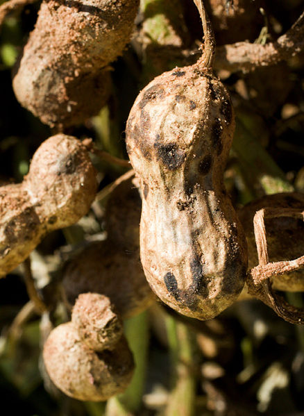 Picture of a mature peanut pod infected with Thanatephorus cucumeris. Photo courtesy of Wikimedia Commons.