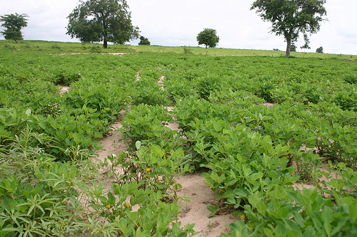 A peanut field. Photo courtesy of Joseph Hill of Flickr. 