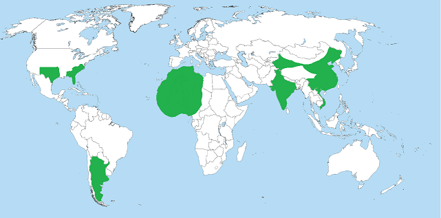 Map with some of the world's biggest peanut producers colored in green. Blank map provided by Wikimedia Commons, map colored by Veronica Steinmetz.