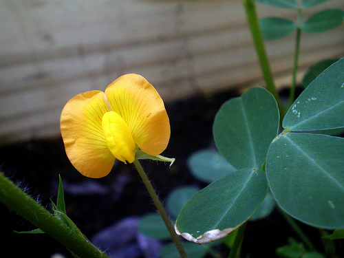 Peanut flower. Picture courtesy of shellgreenier from Flickr. 