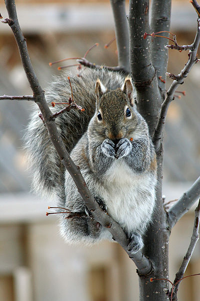 Eastern grey squirrel in tree 