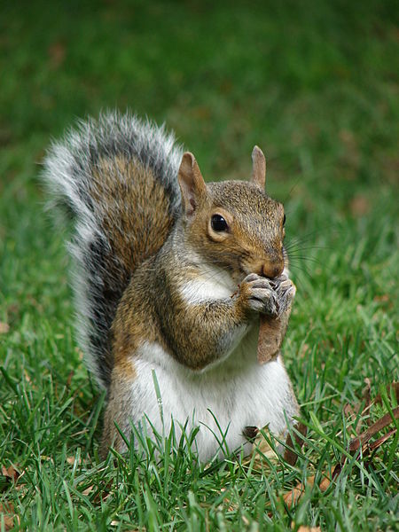Eastern grey squirrel eatting nut 