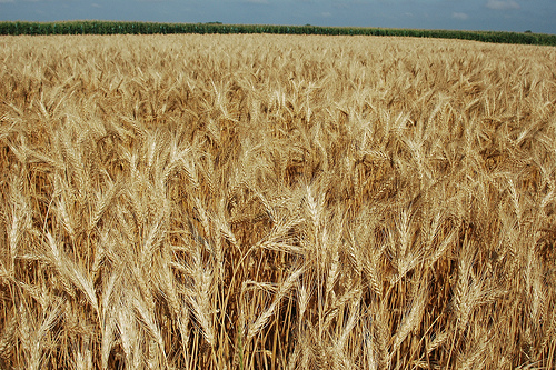 Wheat_01 by NDSU Ag Comm