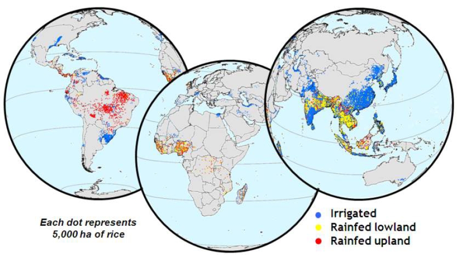Image shows maps of the world with highlighted areas where rice is produces.