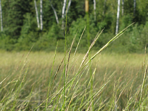 Image shows the top portion of a wild rice plant.