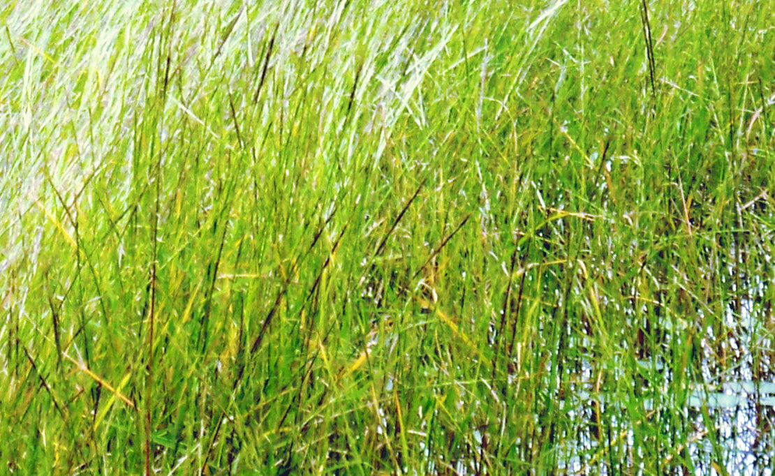 Image shows vibrant green bed of wild rice.