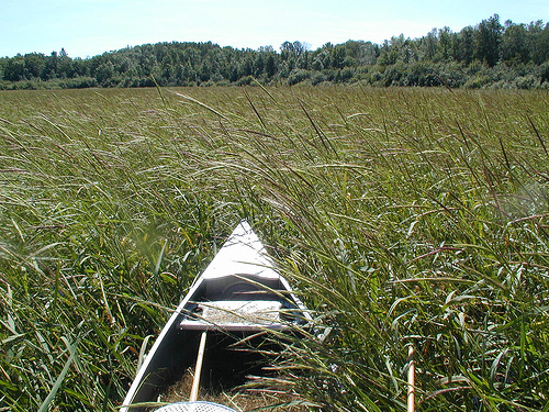 Image shows the front of a canoe with wild rice stalks bent over it.