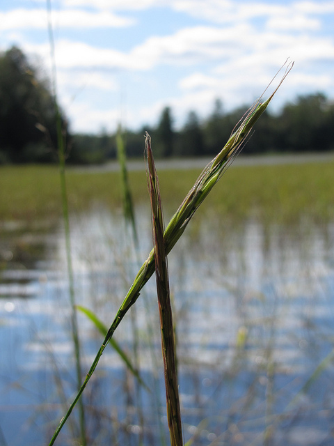 Image shows the top part of a wild rice stalk.