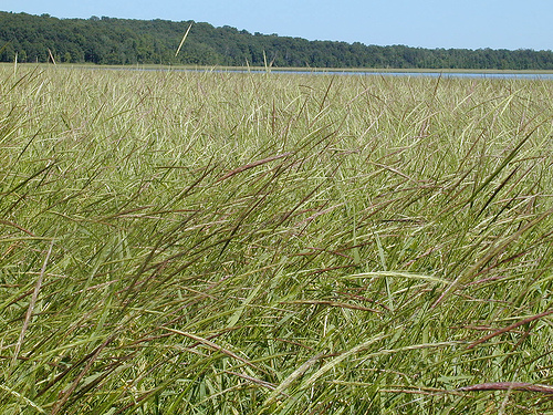 Image shows a bed of wild rice in Minnesota.