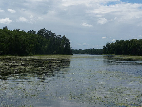 Image shows wild rice during its floating stage in a river.
