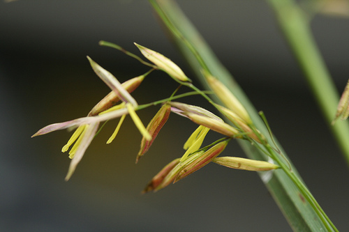 Image shows flowering portion of wild rice plant.