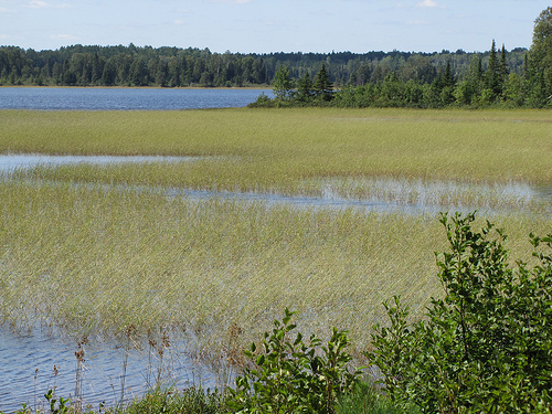 Image shows a lake with many wild rice stalks growing.