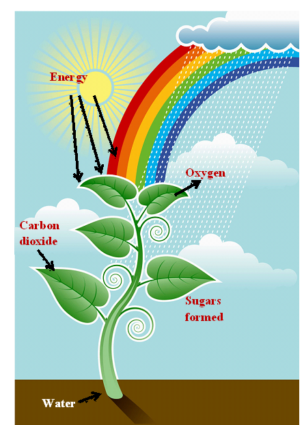 Image shows a basic diagram of photosynthesis.