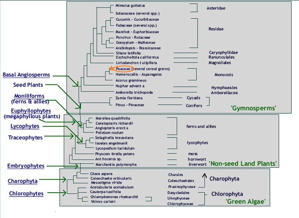 Image shows a phylogenetic tree of how closely related wild rice's family is to other plants.