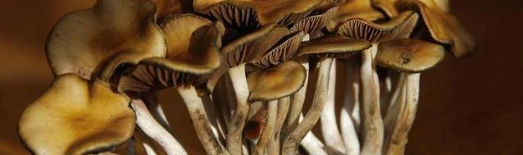 This photo was courtesy of Damon Tighe, it is Psilocybe cyanescens fruiting body