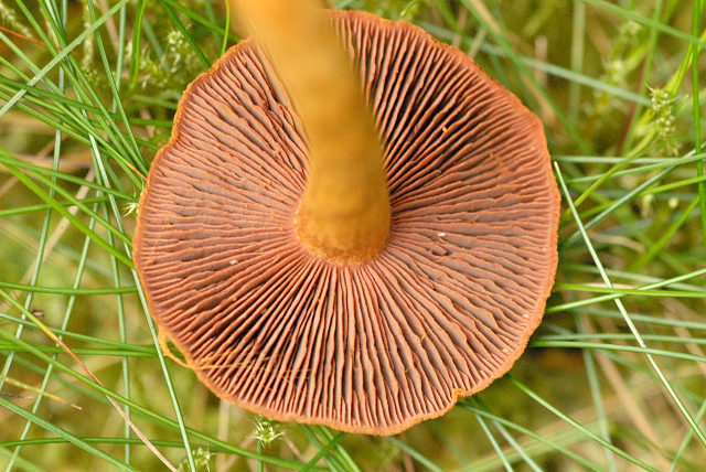 Take note of Gills of Cortinarius r. 