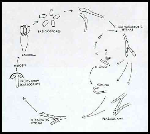 Generalized life cycle of Bastidomycota 
