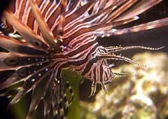 http://oceanservice.noaa.gov/education/stories/lionfish/lion04_biology.html