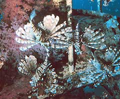 Lionfish swimming near the wreck of the Cedar Pride