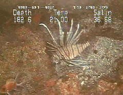 http://oceanservice.noaa.gov/education/stories/lionfish/runins.html