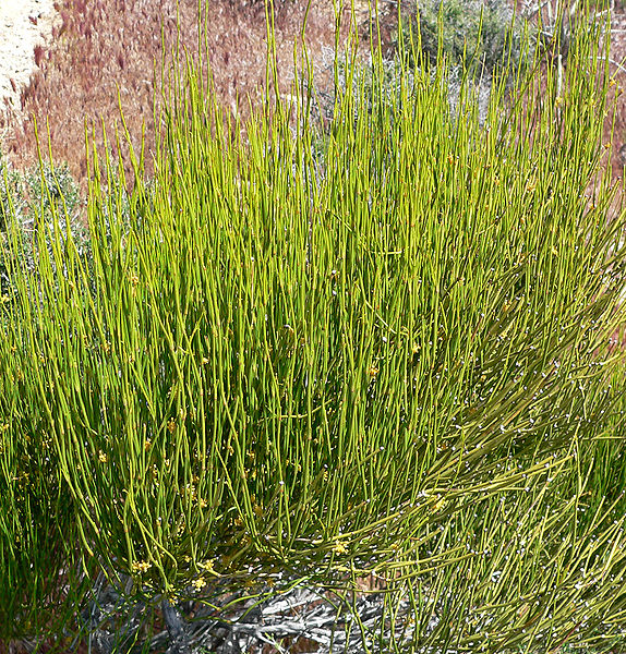 Ephedra viridis; "Green Ephedra". Source: Wikimedia commons, author: Stan Shebs