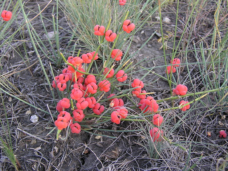 Ephedra distachya belongs to the same class, order, family, and genus as Ephedra viridis, but looks a little different. Source: Wikimedia Commons, author: Le.loup.Gris