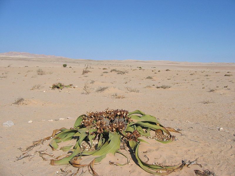 Welwitschia is another organism that belongs to the phylum Gnetophyta.  Source: Wikimedia Commons, author: Harald Supfle