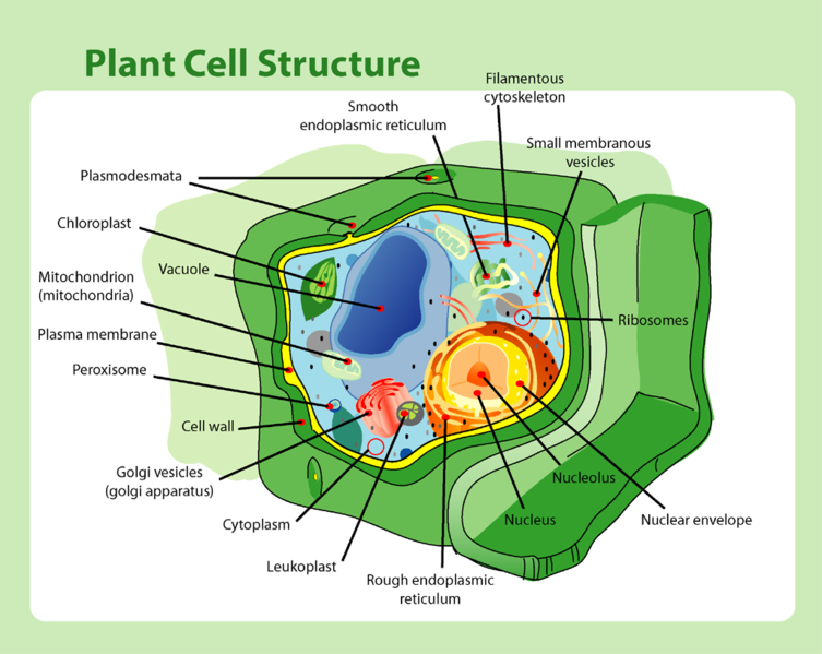 Structure of a Eukaryotic plant cell. Source: Wikimedia commons, user:Lady of Hats