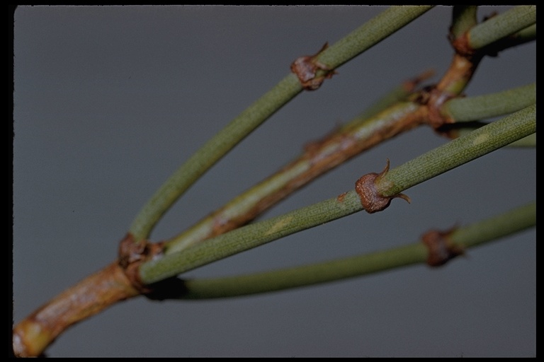 In Ephedra viridis, photosynthesis occurs in the stems. The stems also play an important role in plant support from secondary growth.  Photo credit: Charles Webber  California Academy of Sciences, 2000
